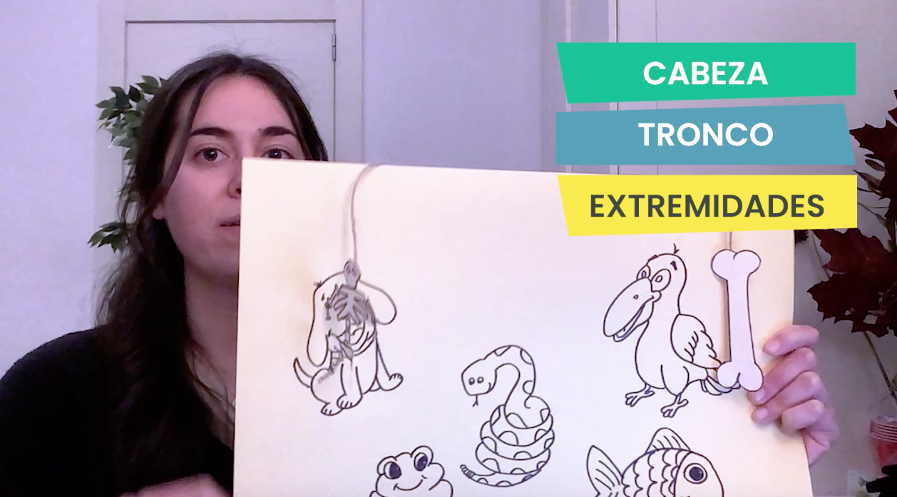 1ºPrim. CCNN. Animales vertebrados e invertebrados. Vídeo