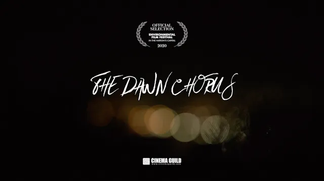 The Dawn Chorus