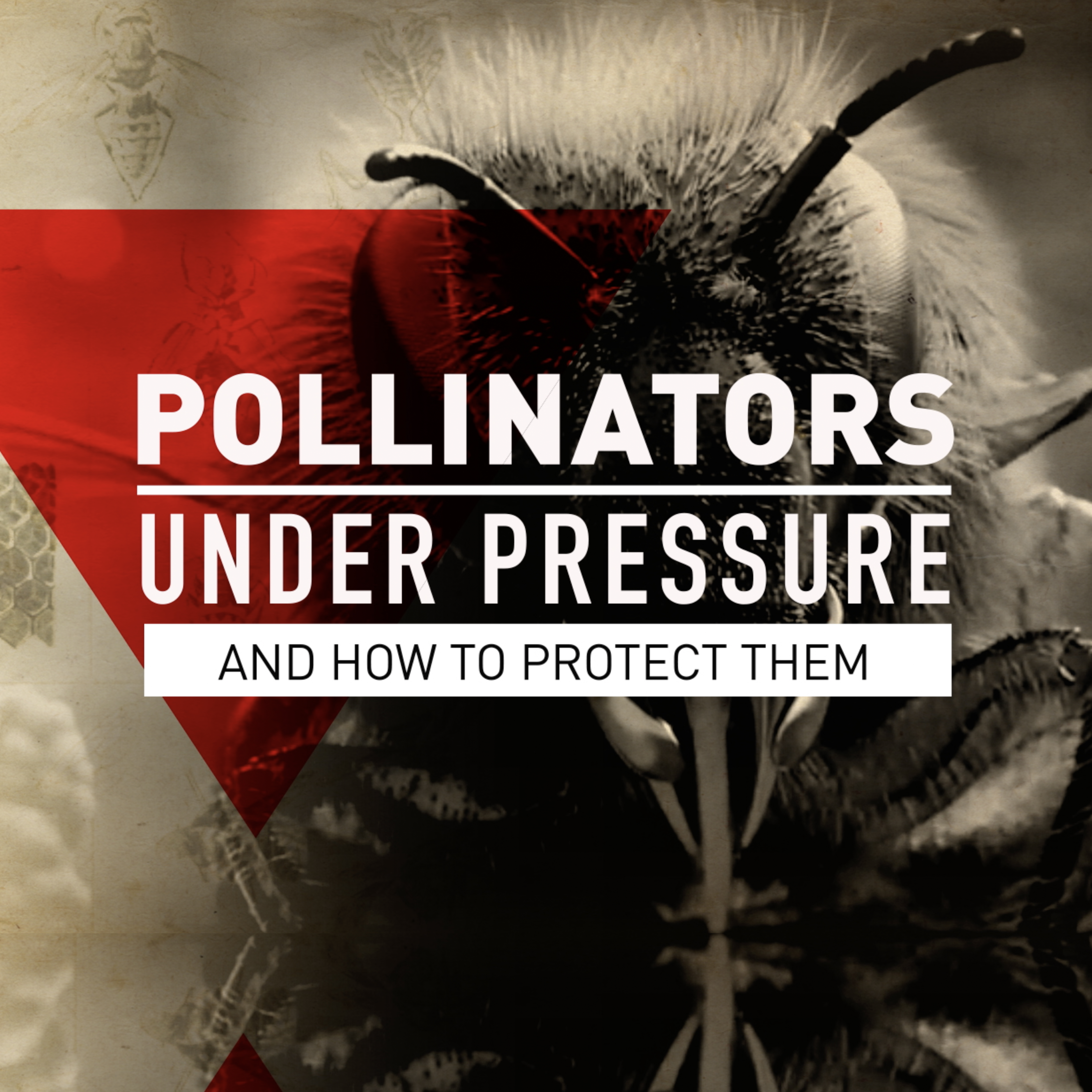Pollinators Under Pressure
