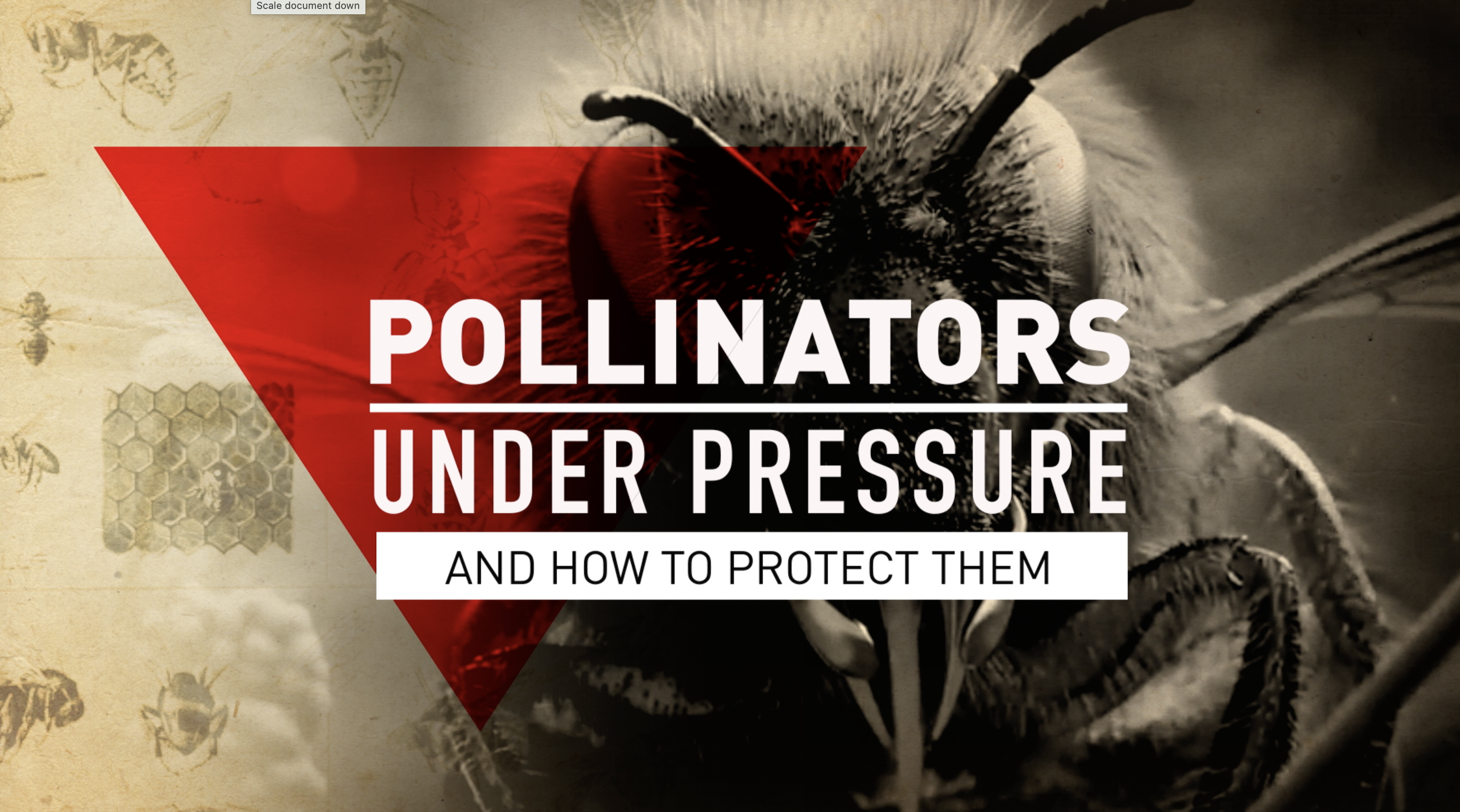 Pollinators Under Pressure