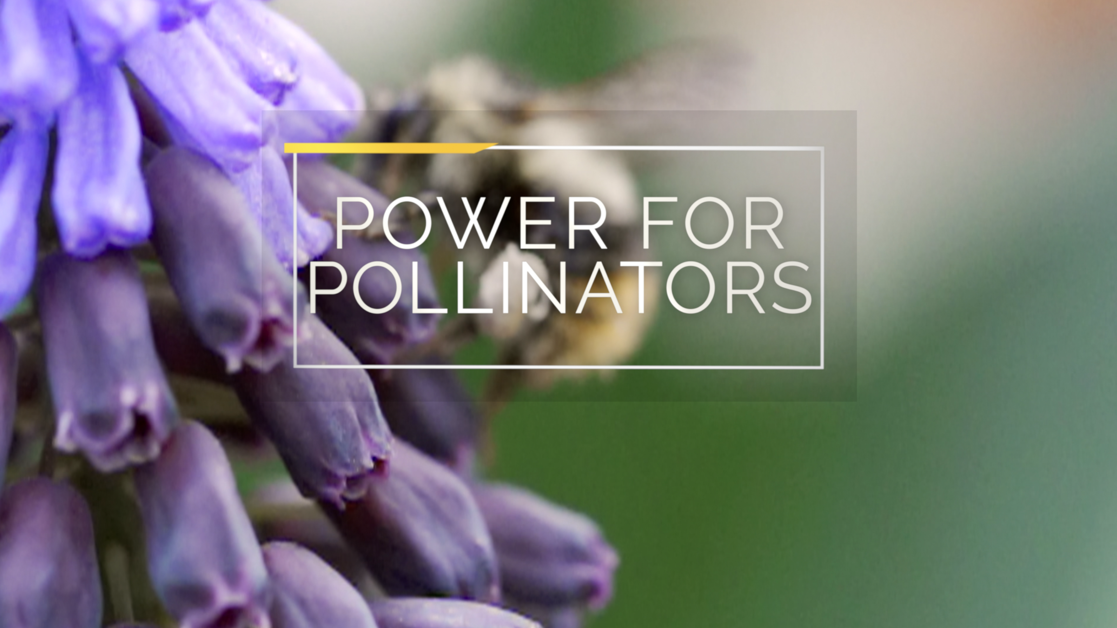 Power For Pollinators