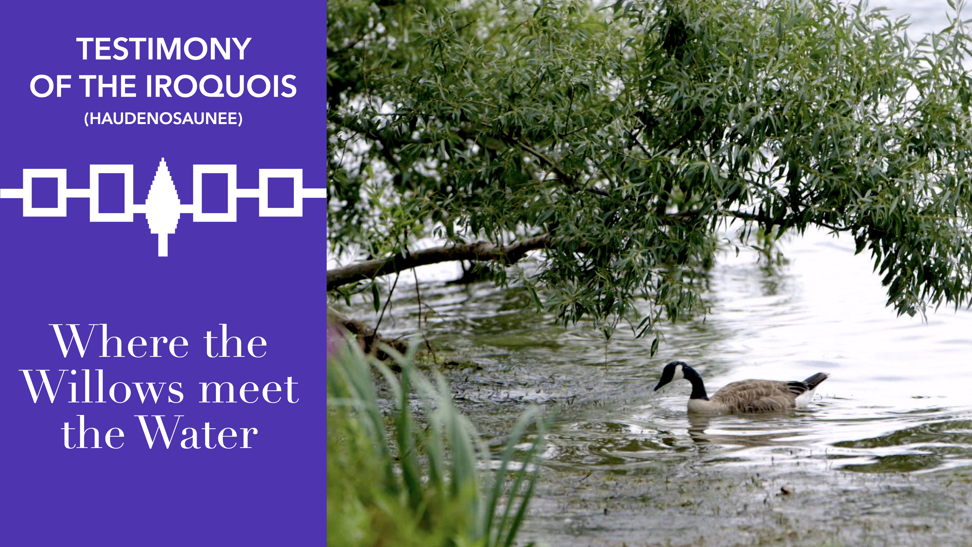 Where the Willows meet the Water