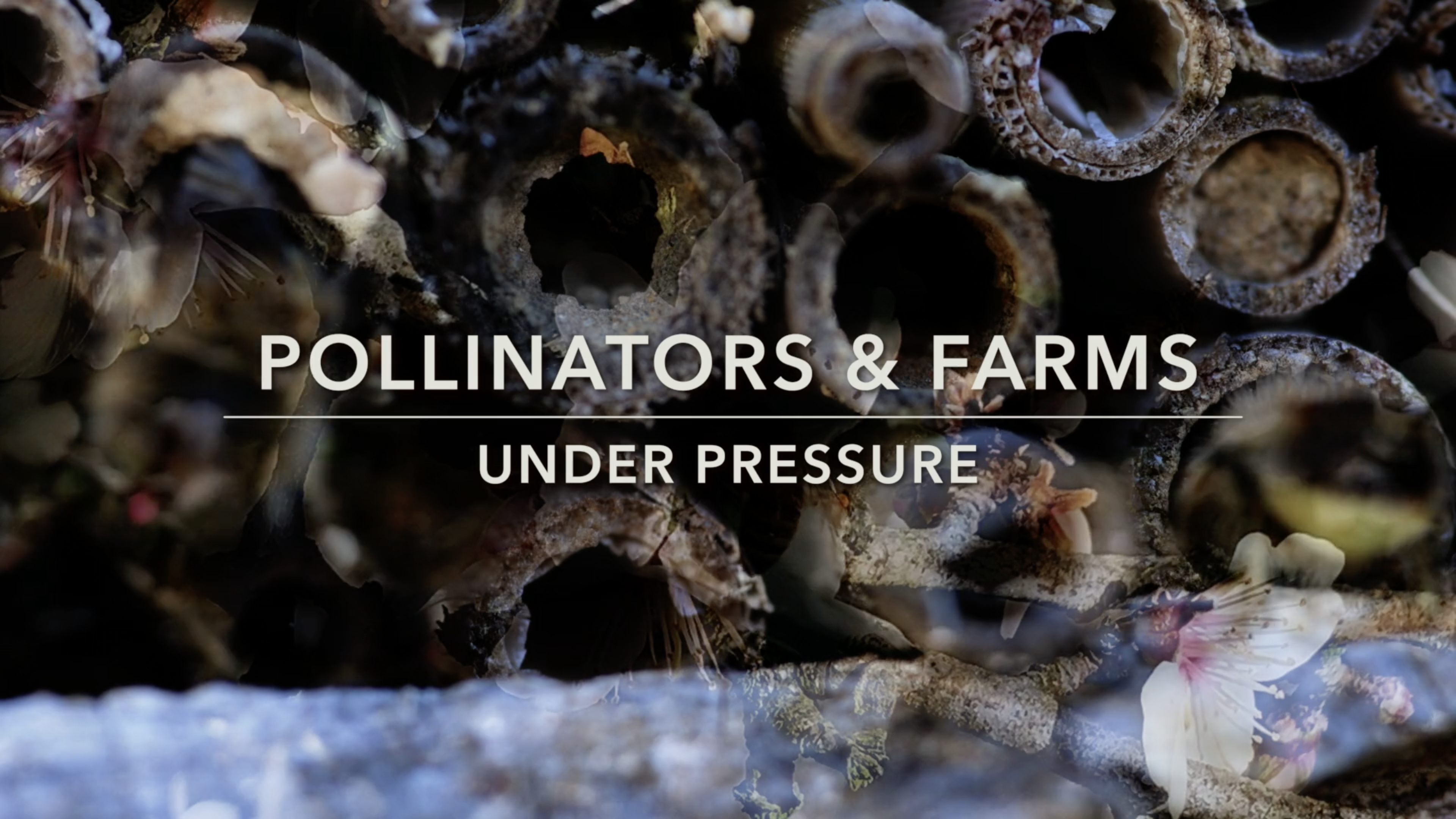 Pollinators and Farms Under Pressure