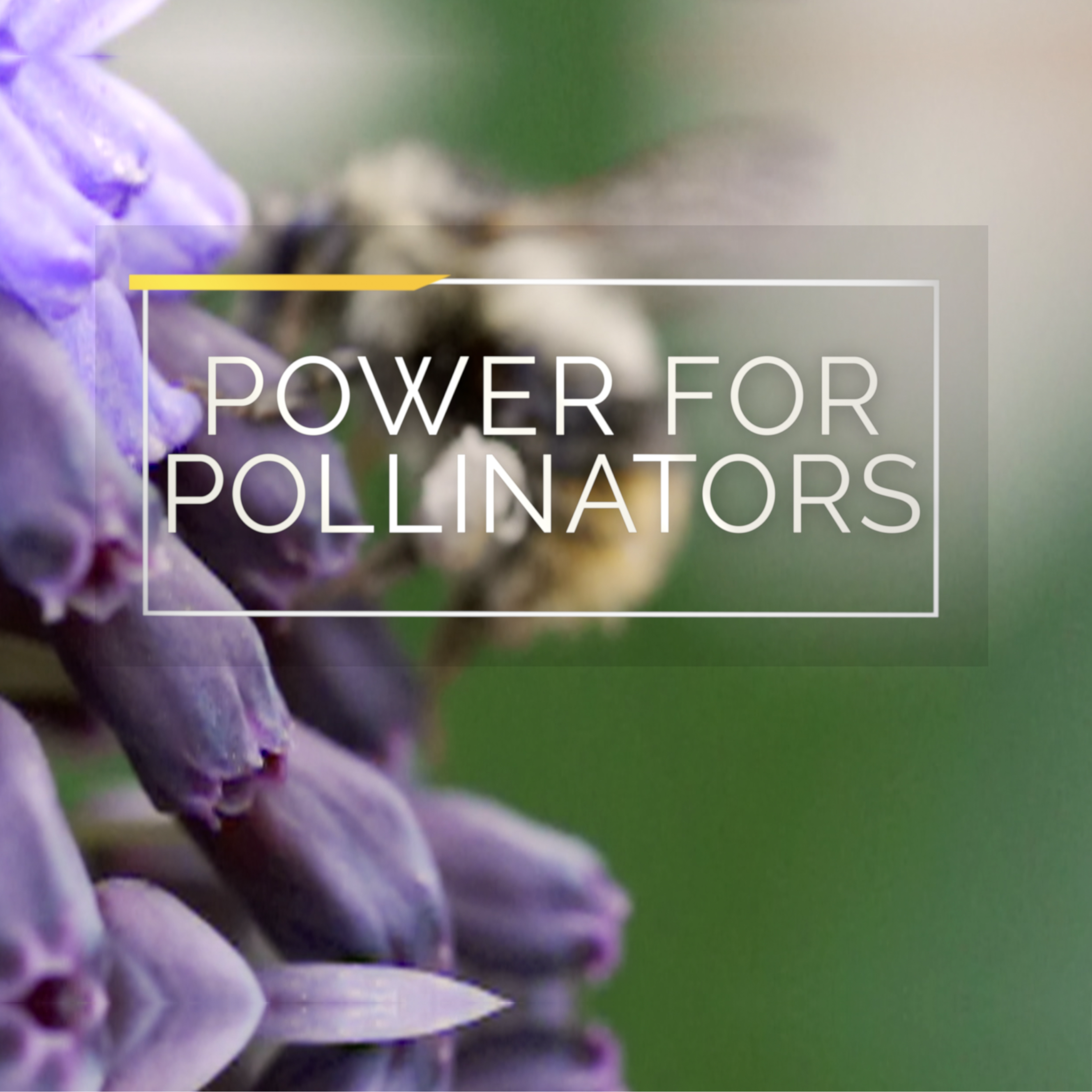Power For Pollinators