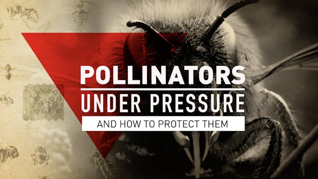 Pollinators Under Pressure