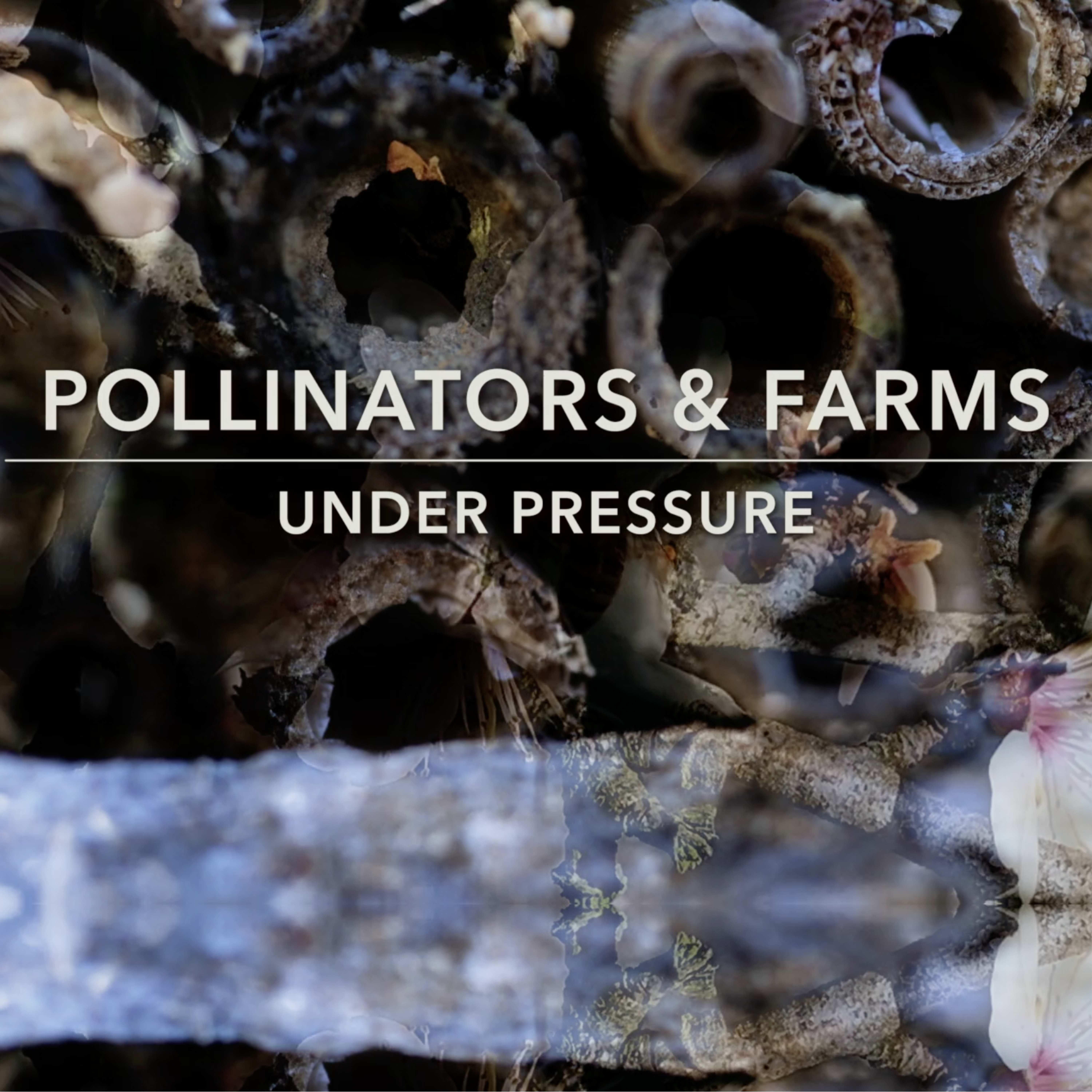 Pollinators and Farms Under Pressure