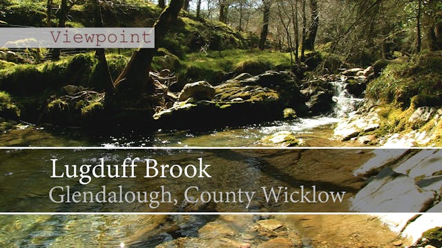 Lugduff Brook, Glendalough, County Wi...