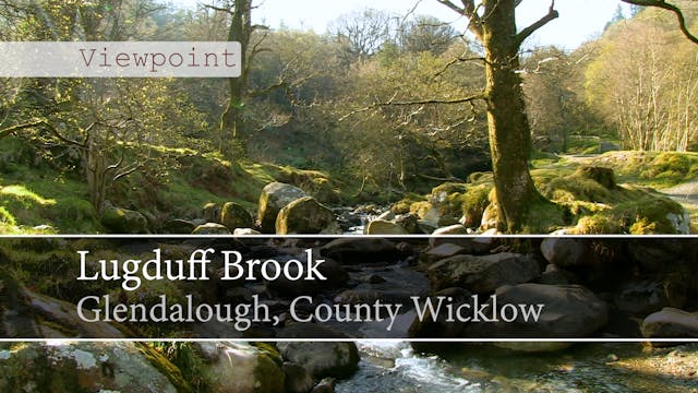 [Viewpoint] Lugduff Brook, Glendaloug...