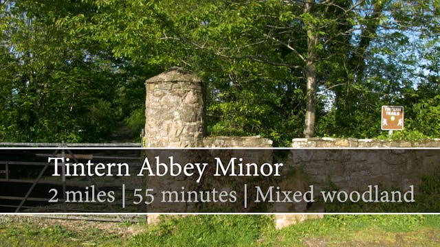 Tintern Abbey Minor, Saltmills, New R...
