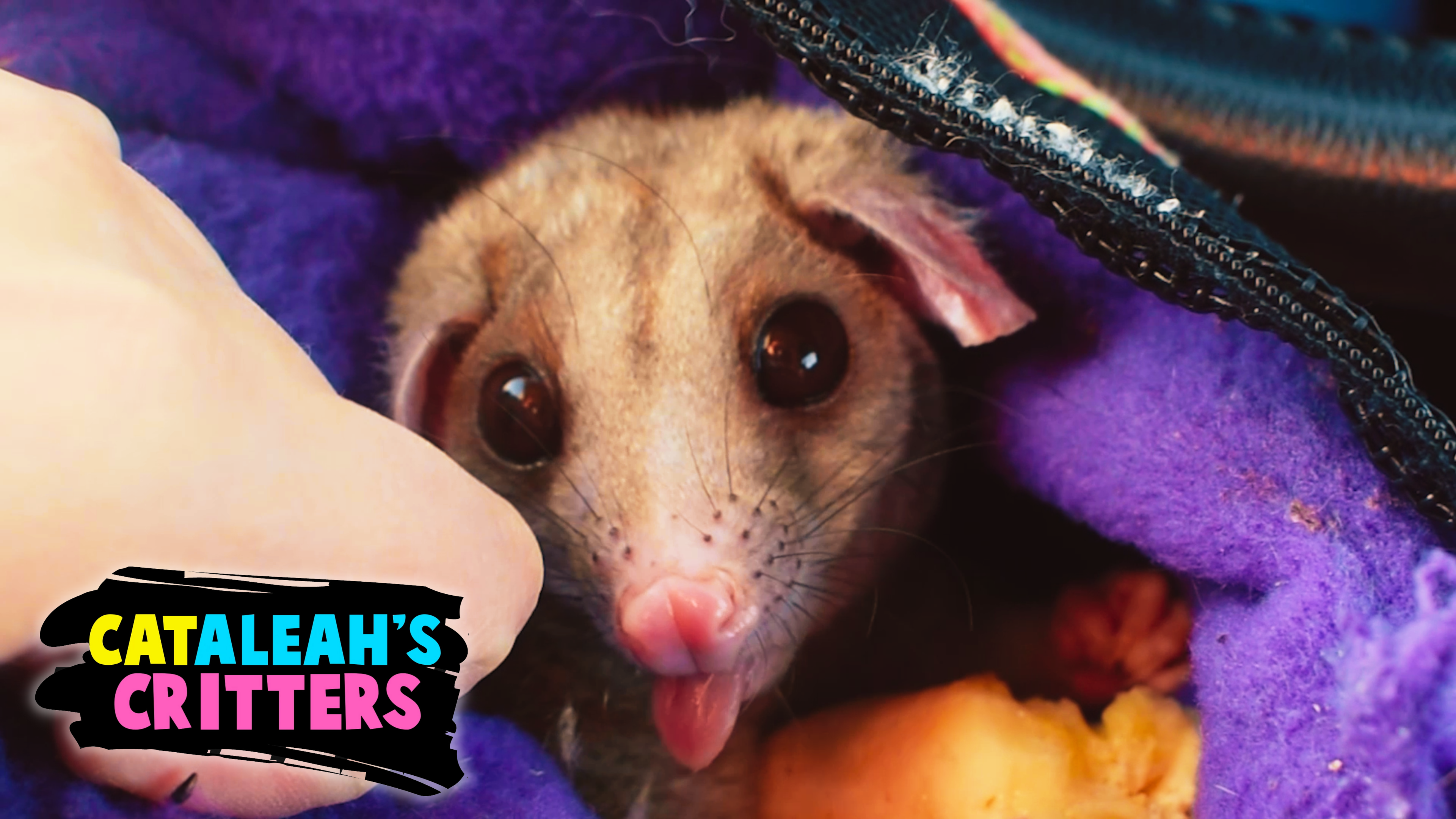 Farewell to Opal the Opossum | CatAleah's Critters
