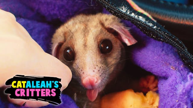 Farewell to Opal the Opossum | CatAle...