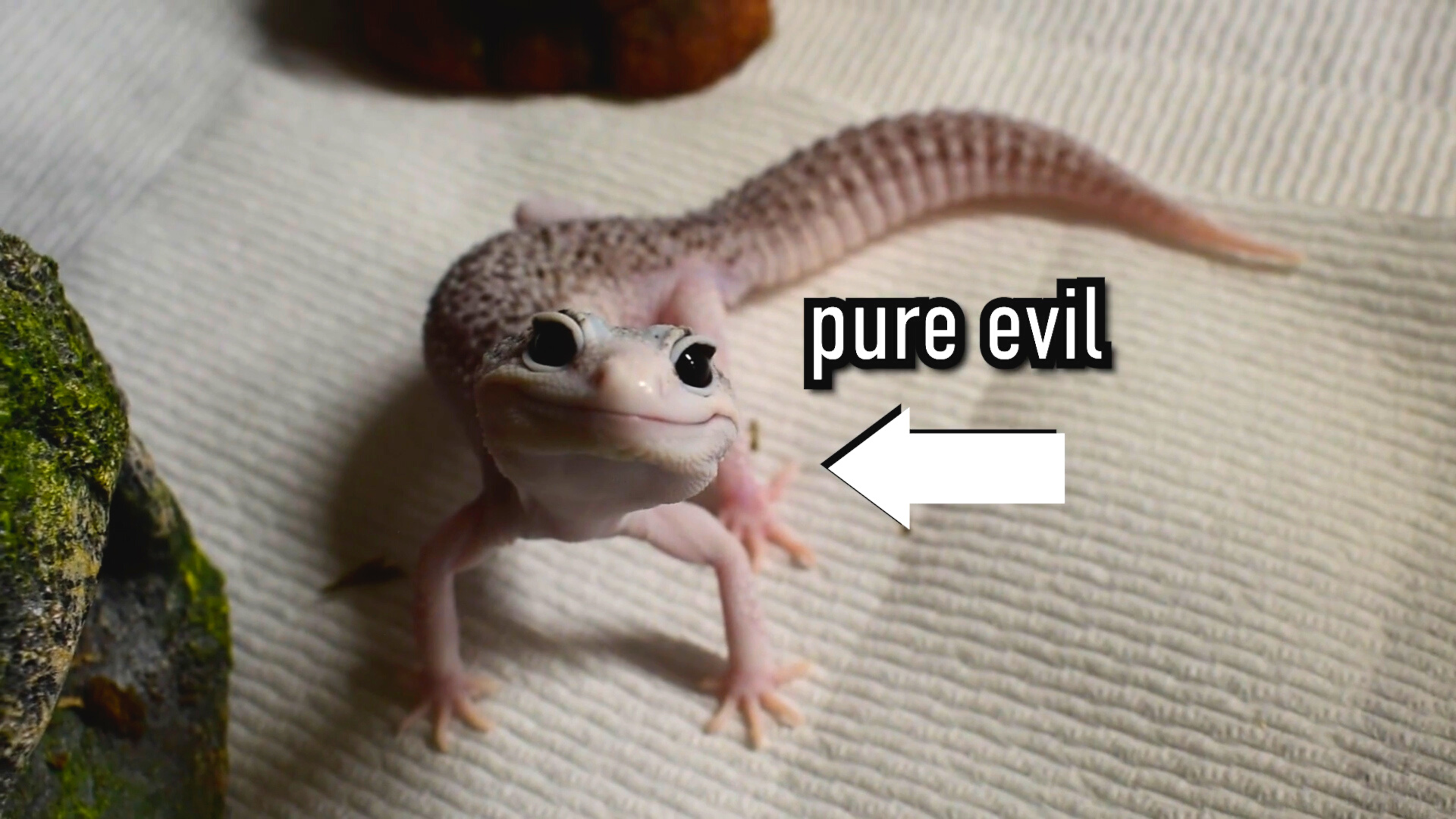 My Pets DEVOUR Pumpkins!