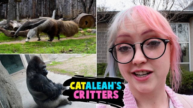 CatAleah's Critters: Episode 10