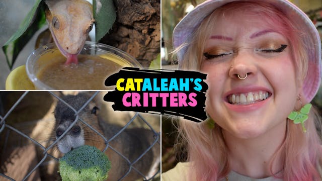 CatAleah's Critters [TRAILER]