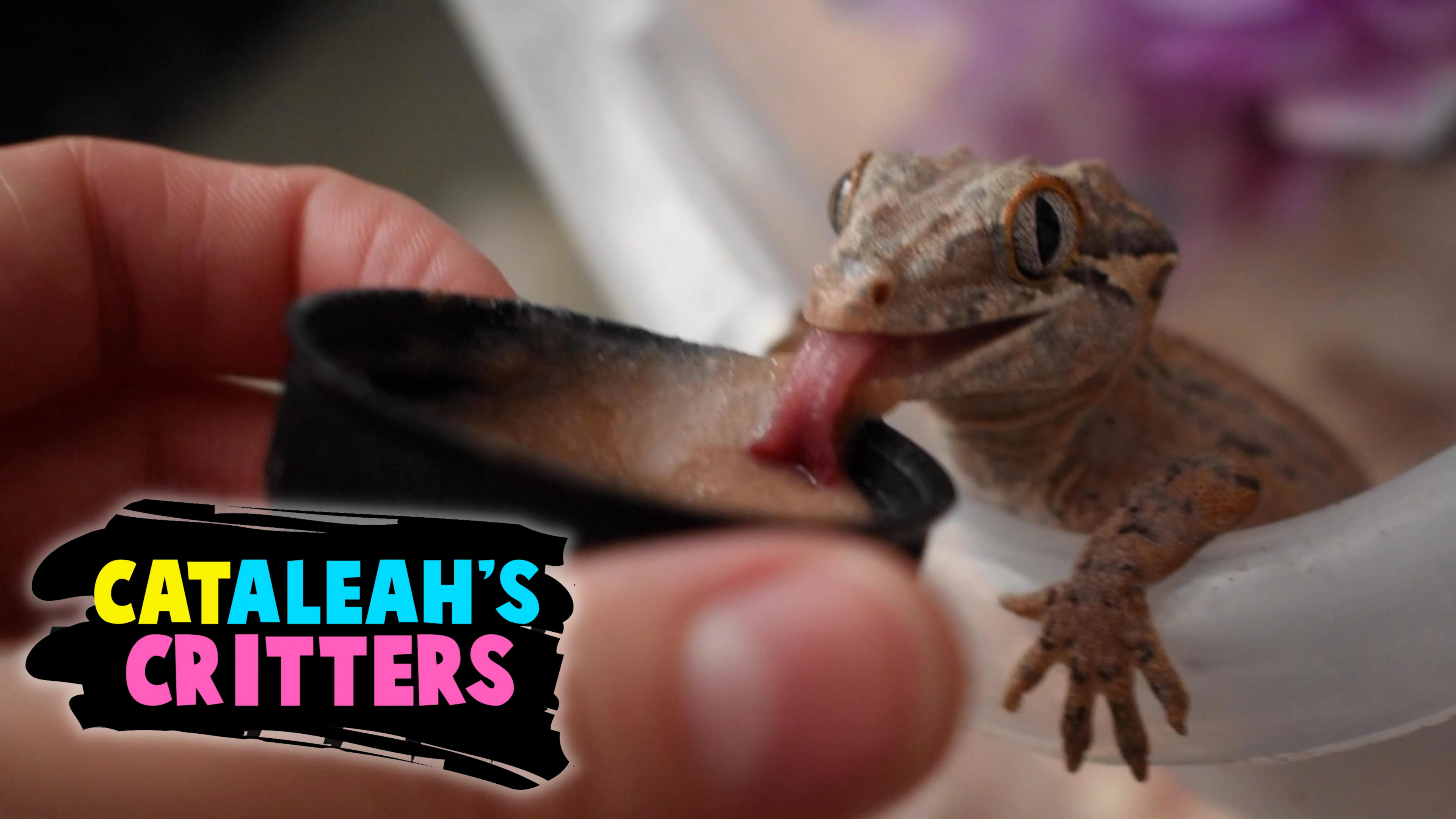 CatAleah's Critters: The Farm and the Skunk!