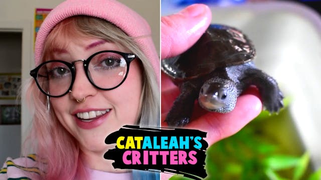 CatAleah's Critters: Episode 7
