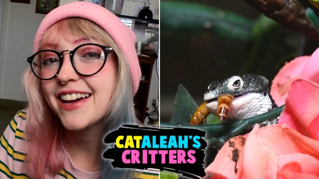 CatAleah's Critters: Episode 6