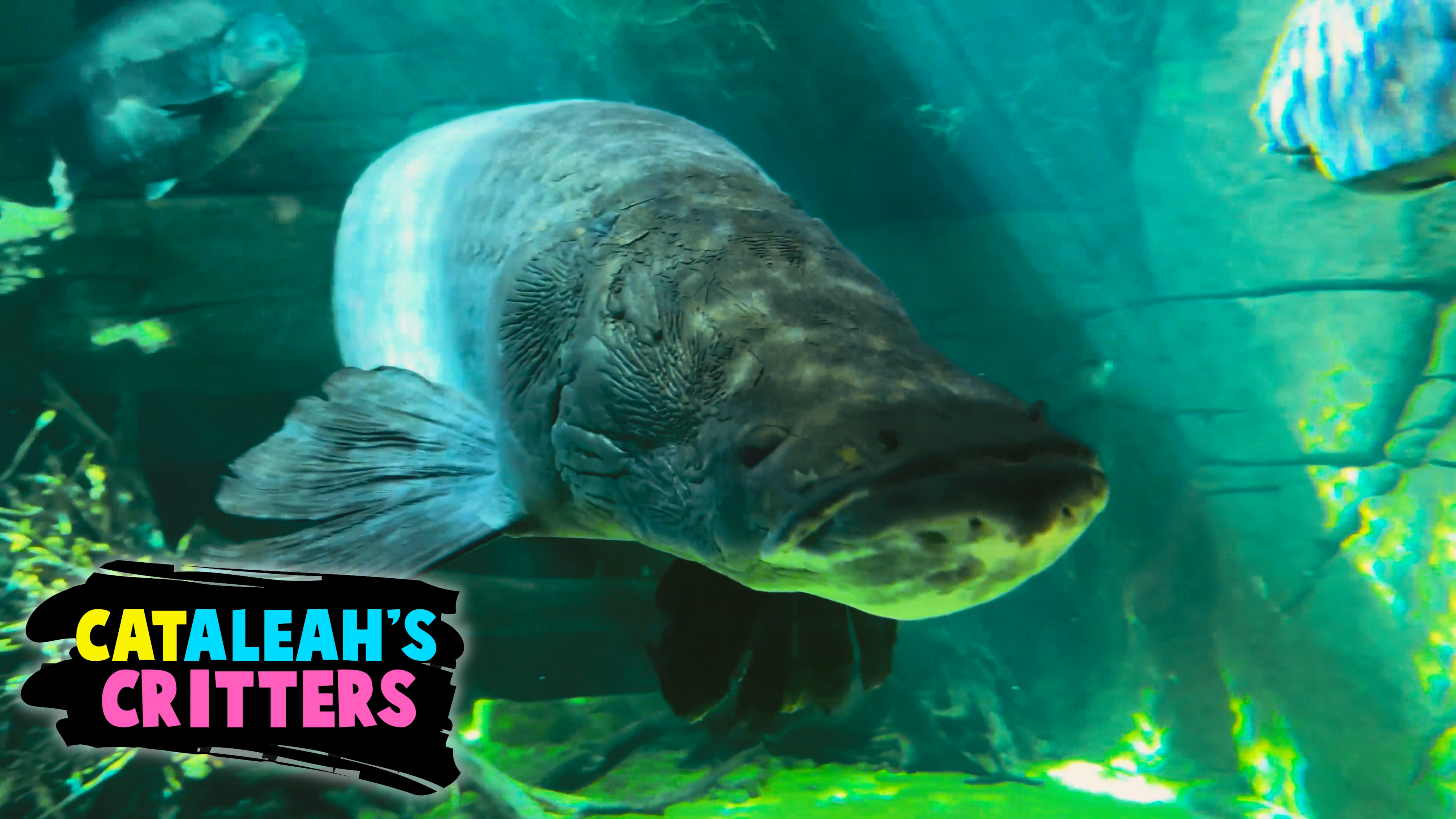 CatAleah at The Aquarium!