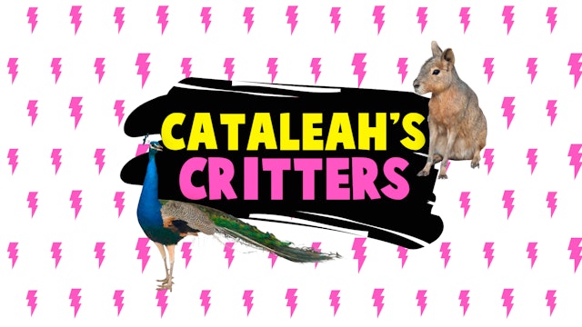 CatAleah's Critters