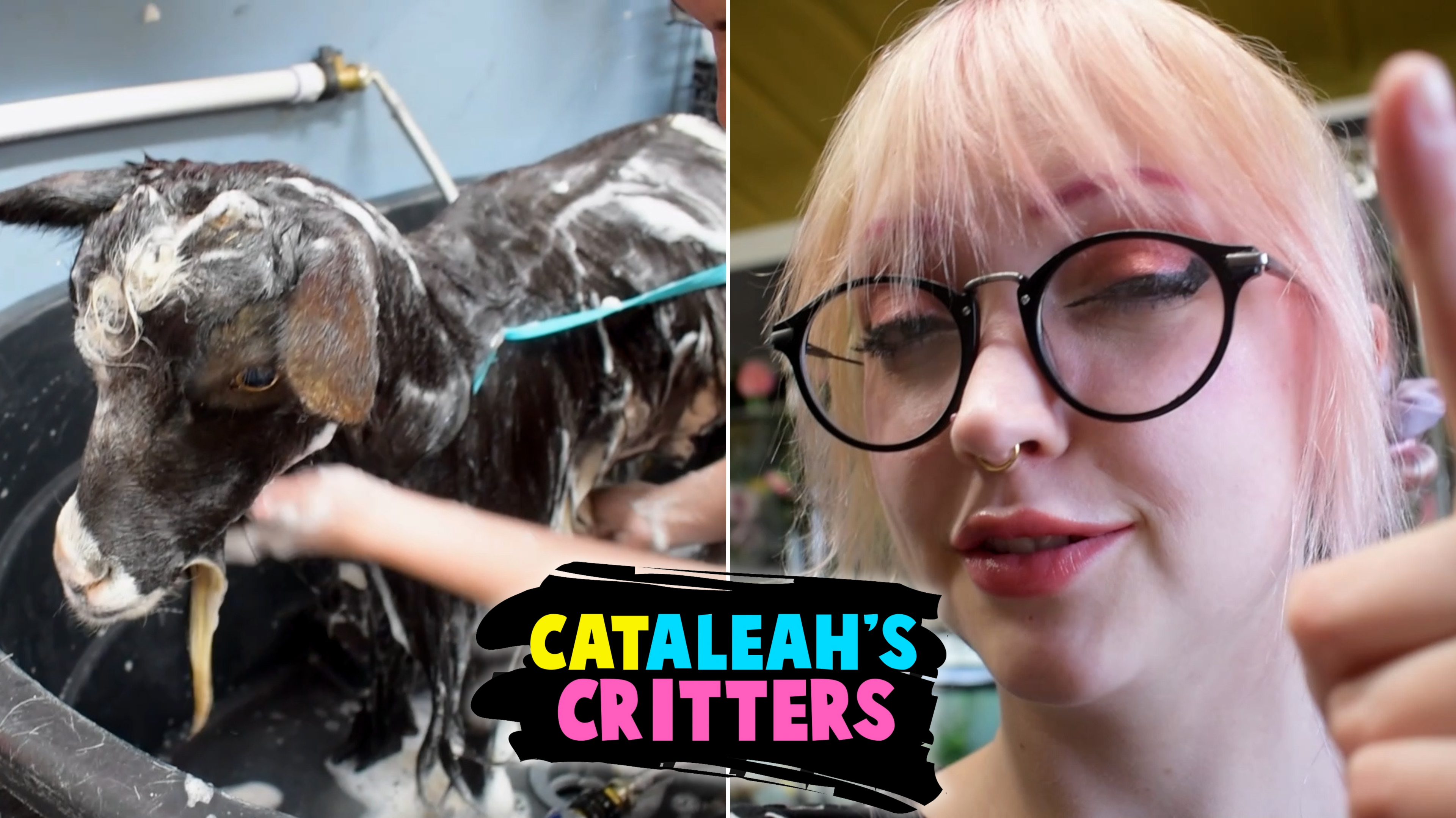 Goat Grooming, Turkey Eggs, and PLANTS!