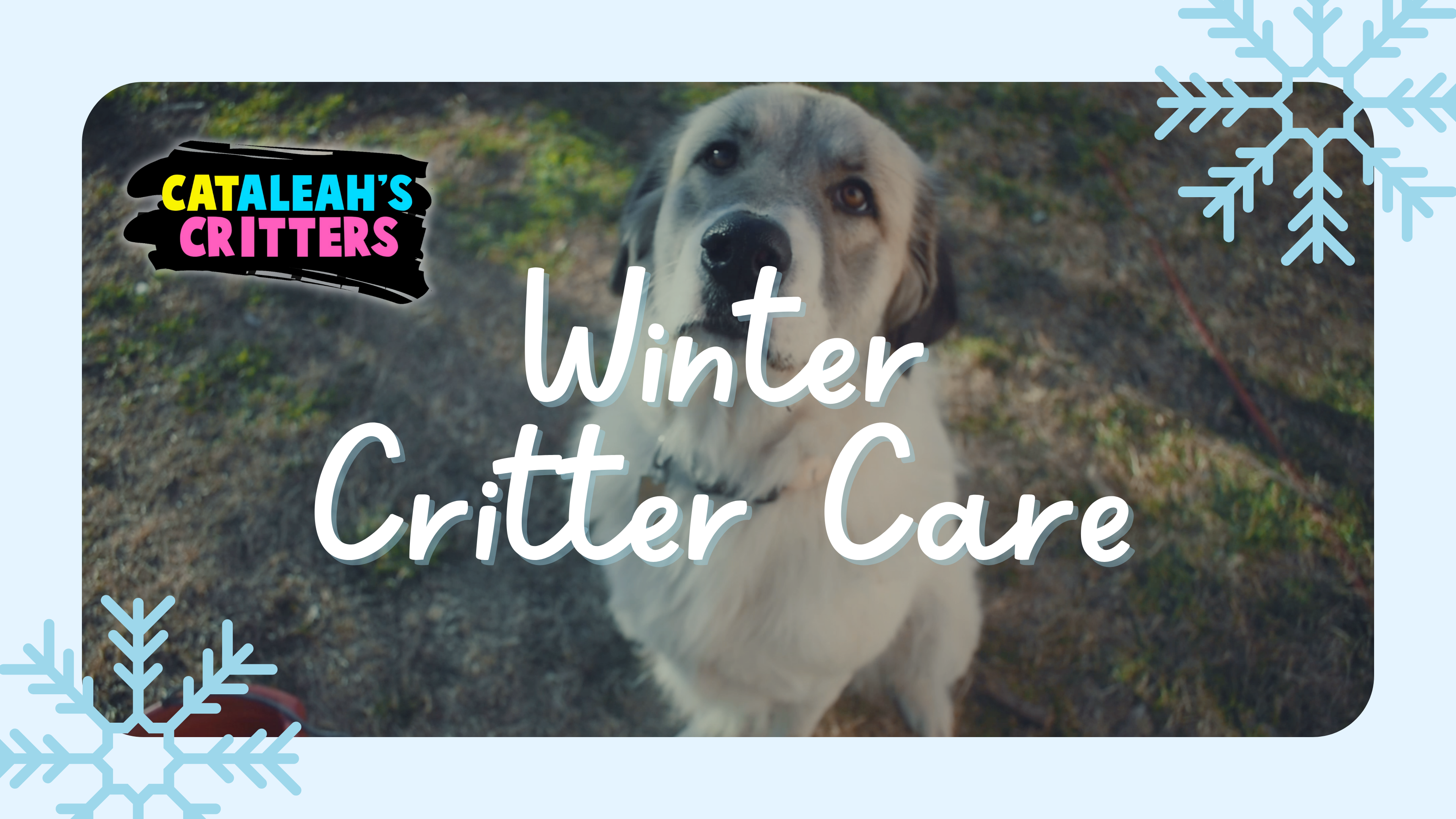 Winter Critter Care | CatAleah's Critters