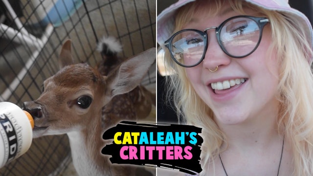 CatAleah Gets A New Friend!