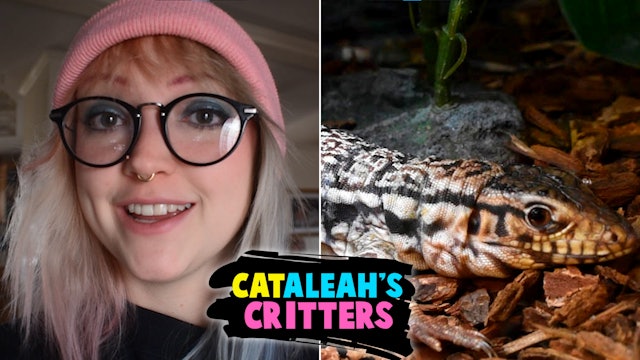CatAleah's Critters: Episode 8