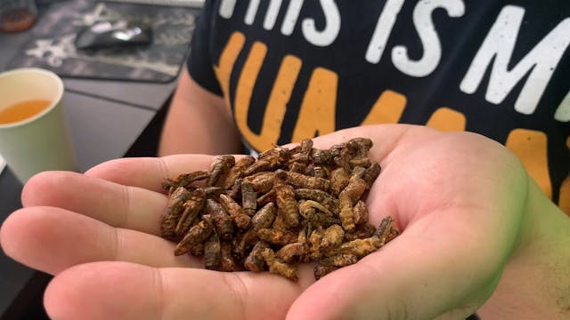 Eating 100+ Crickets