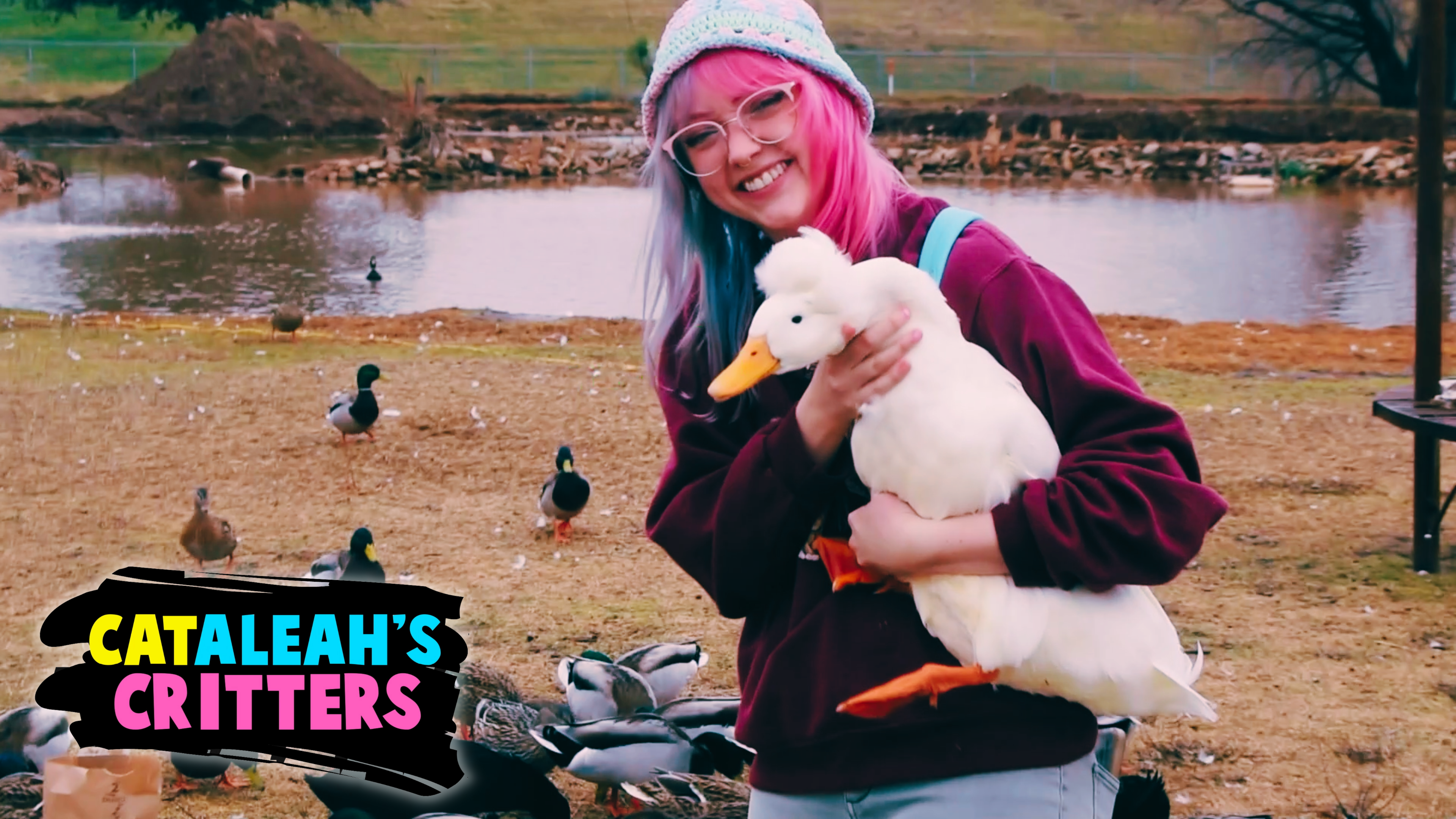 Look At All Those Chickens! | CatAleah's Critters