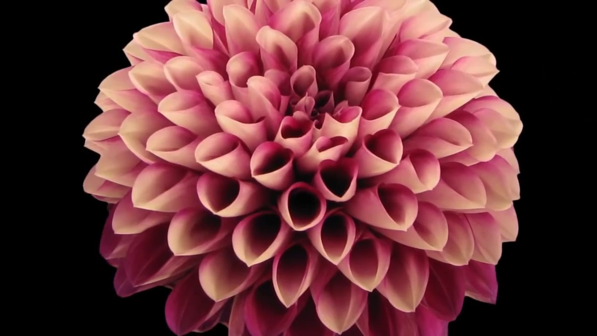 Become a Manifestation Powerhouse - Phoenix Series (5-10) - Bentinho Massaro