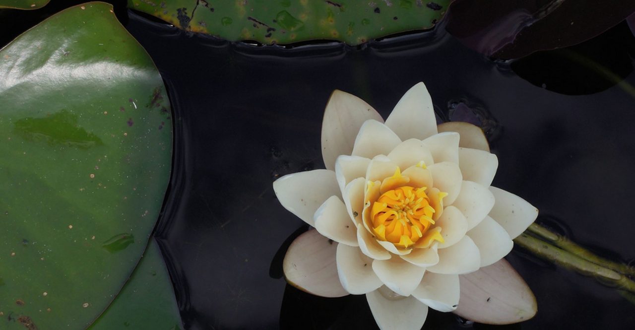 Enlightenment 1 - Lesson 19