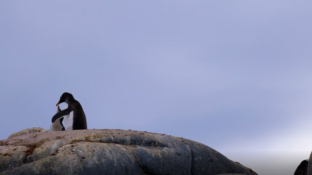 The Plastic & The Penguin.