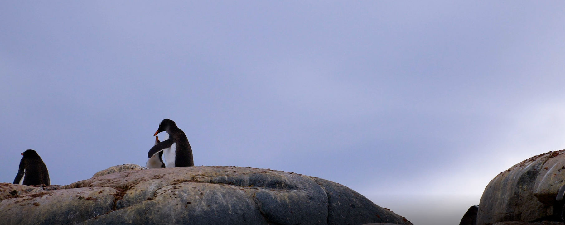 The Plastic And The Penguine