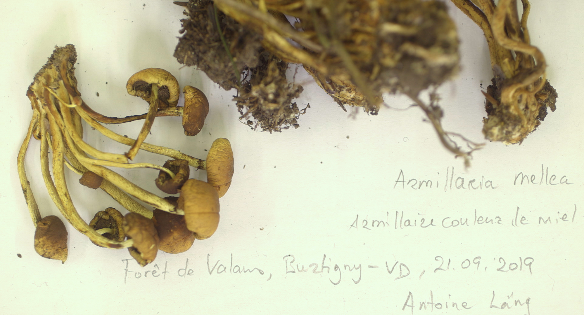 The Mushroom Speaks - Trailer