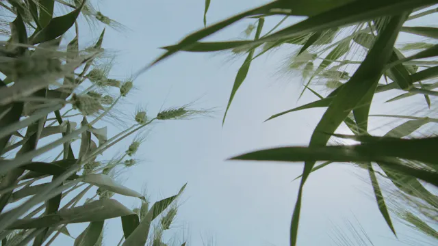 Wild Relatives