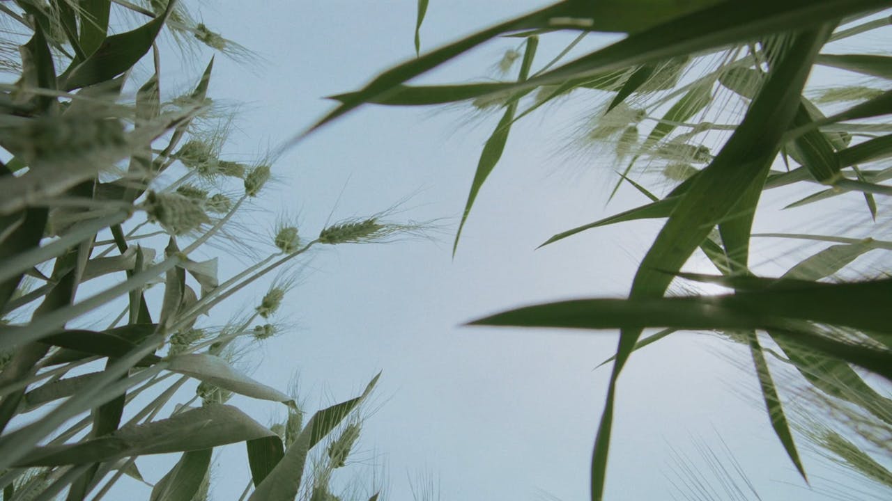 wild-relatives-true-story