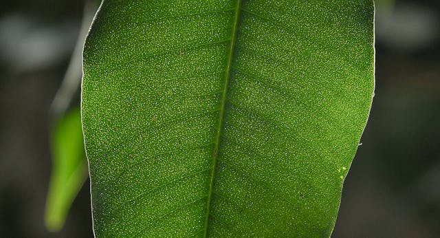 Dec 26 - Light Needs