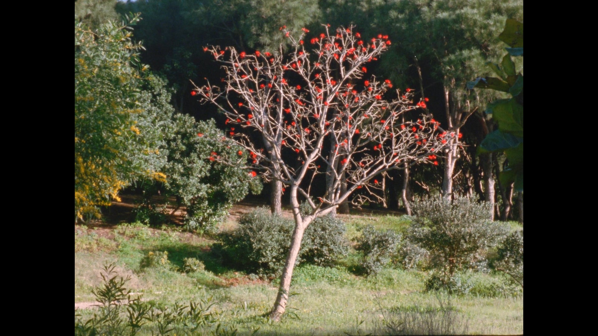 The Secret Garden (Subtitles: French, Italian, Portuguese, Spanish)