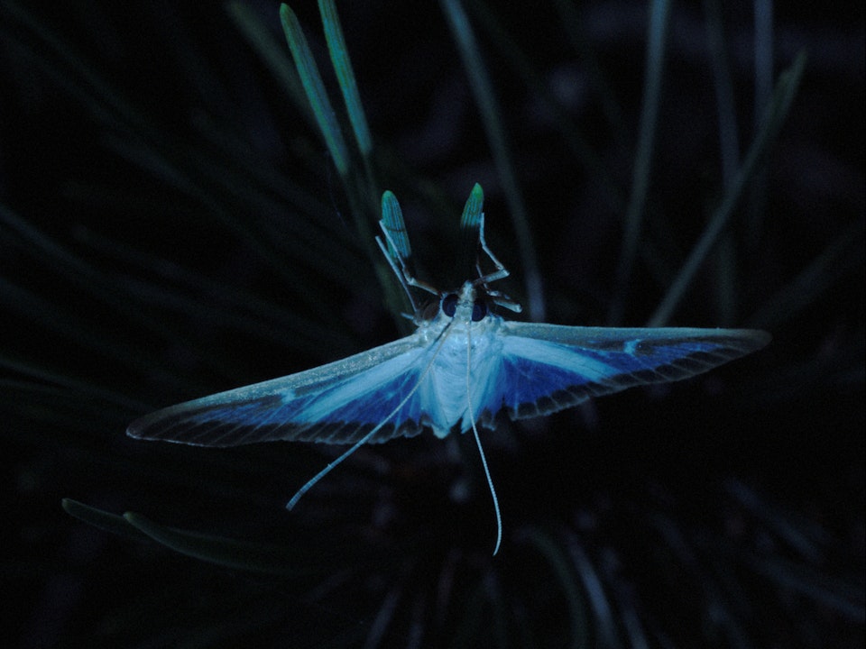 Moth / Pyrale