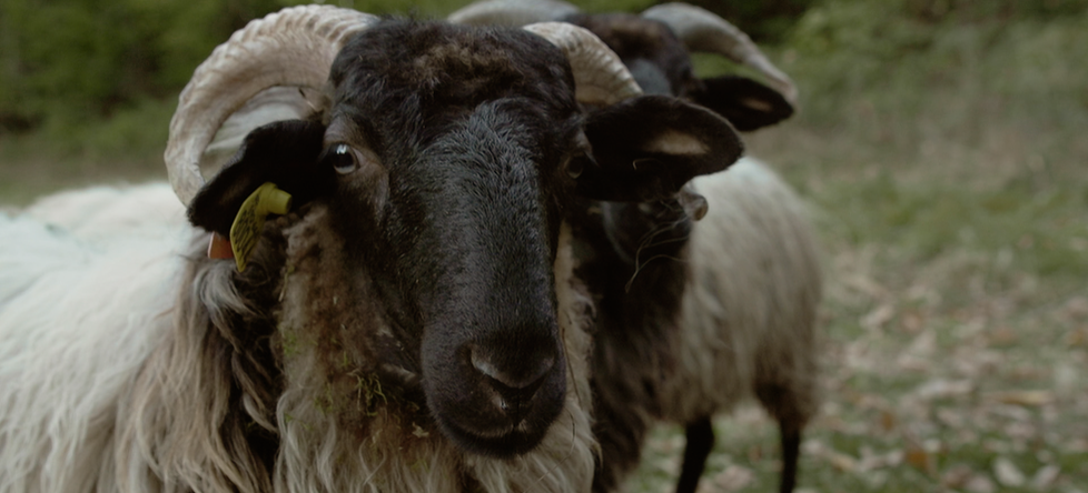 Middle Earth - Trailer