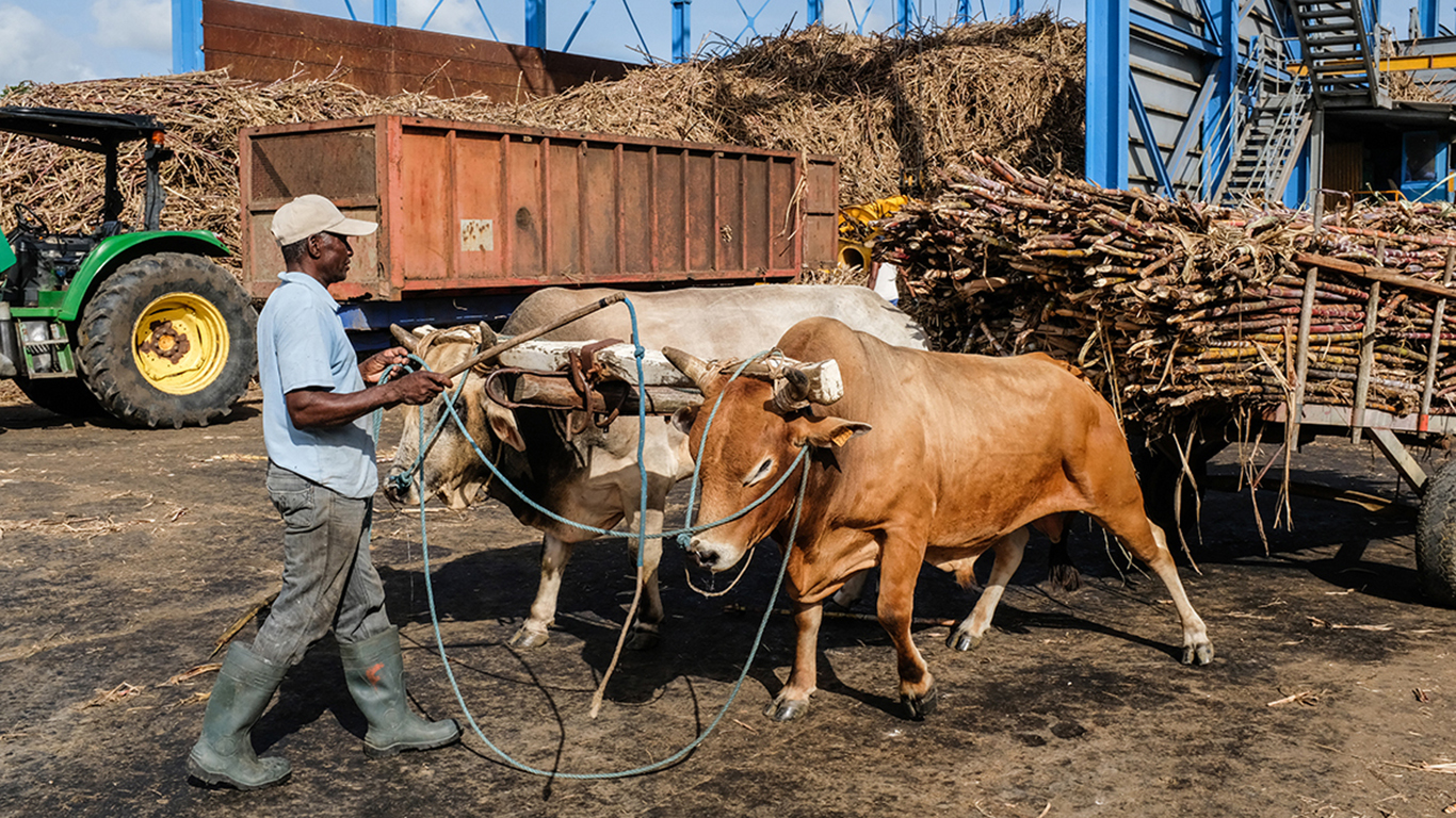 Words of Negroes - Trailer