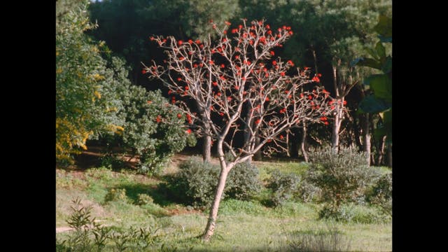 The Secret Garden (English Subtitles)