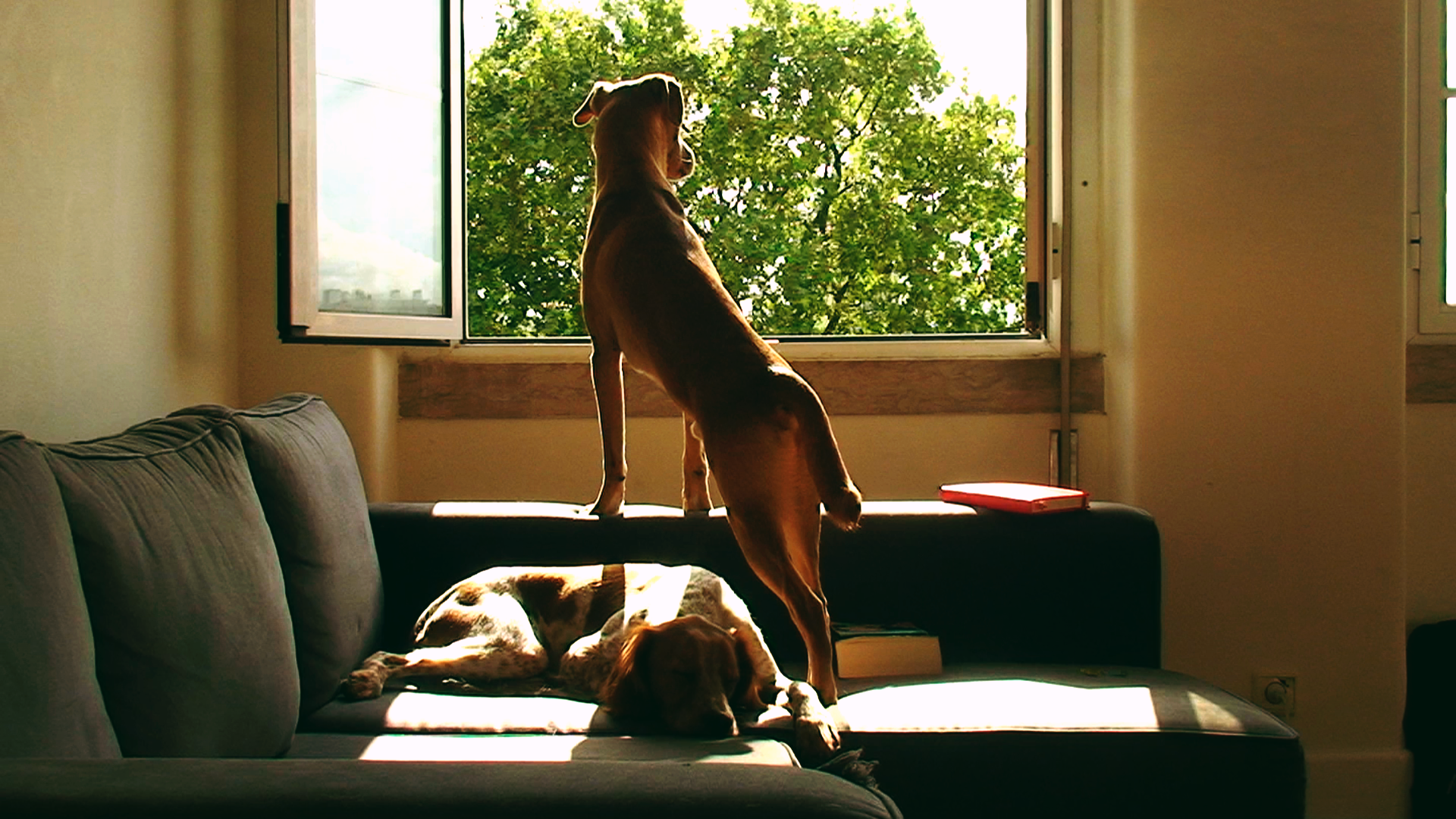 Our Home With the Dogs