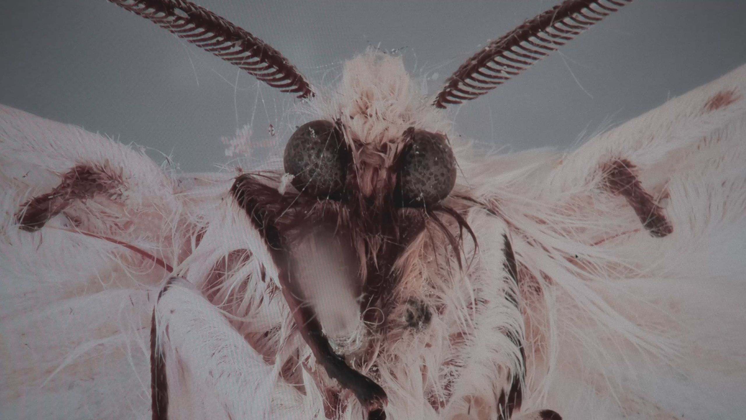 Dead Birds Flying High