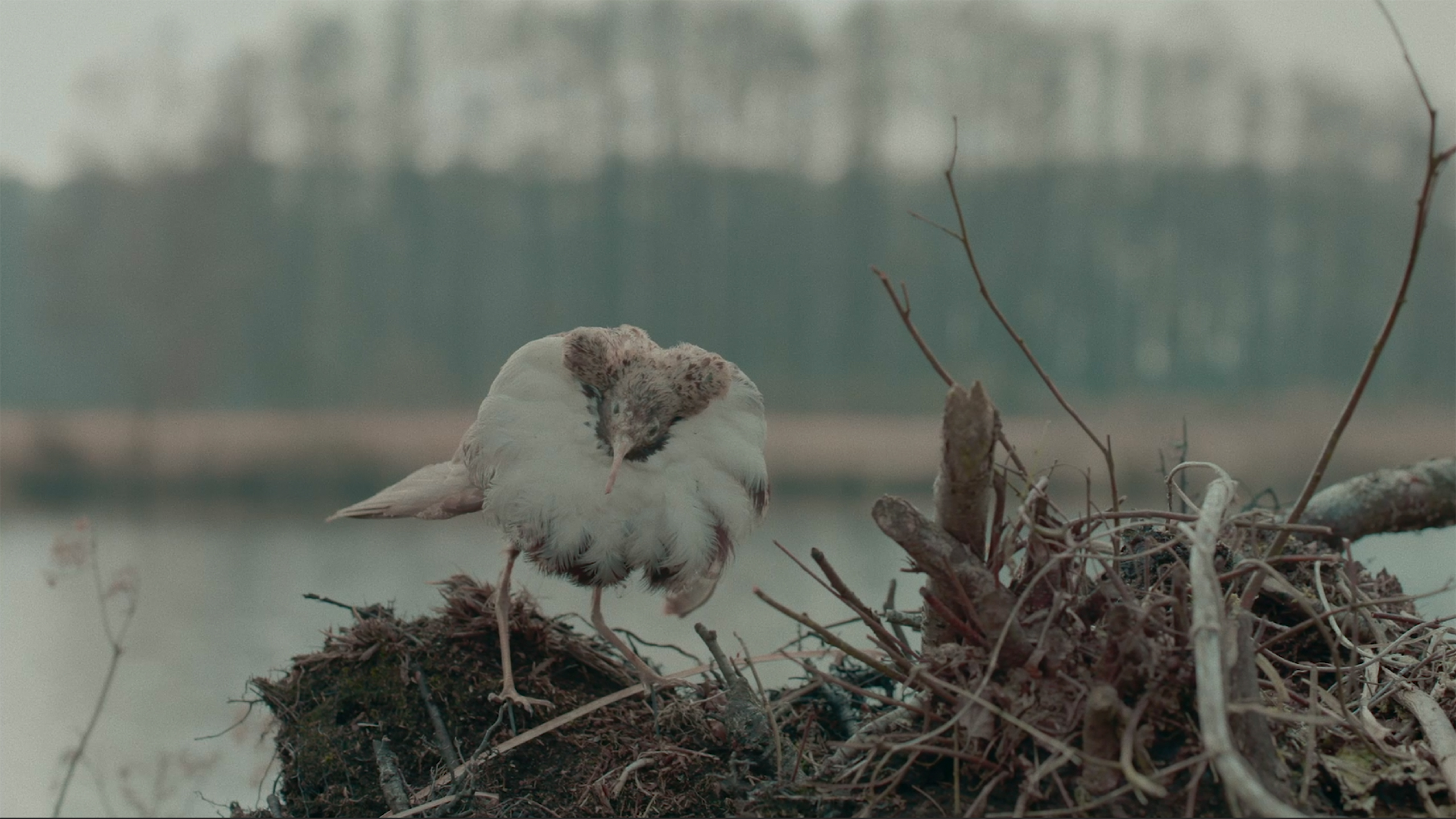 Dead Birds Flying High