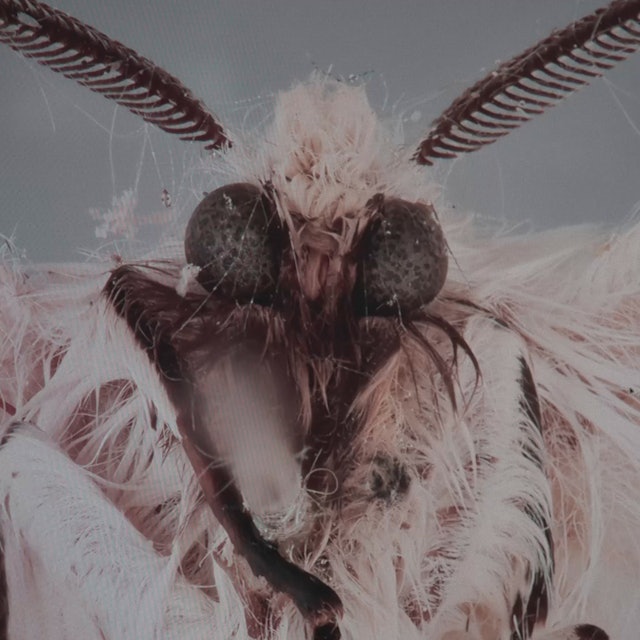 Dead Birds Flying High