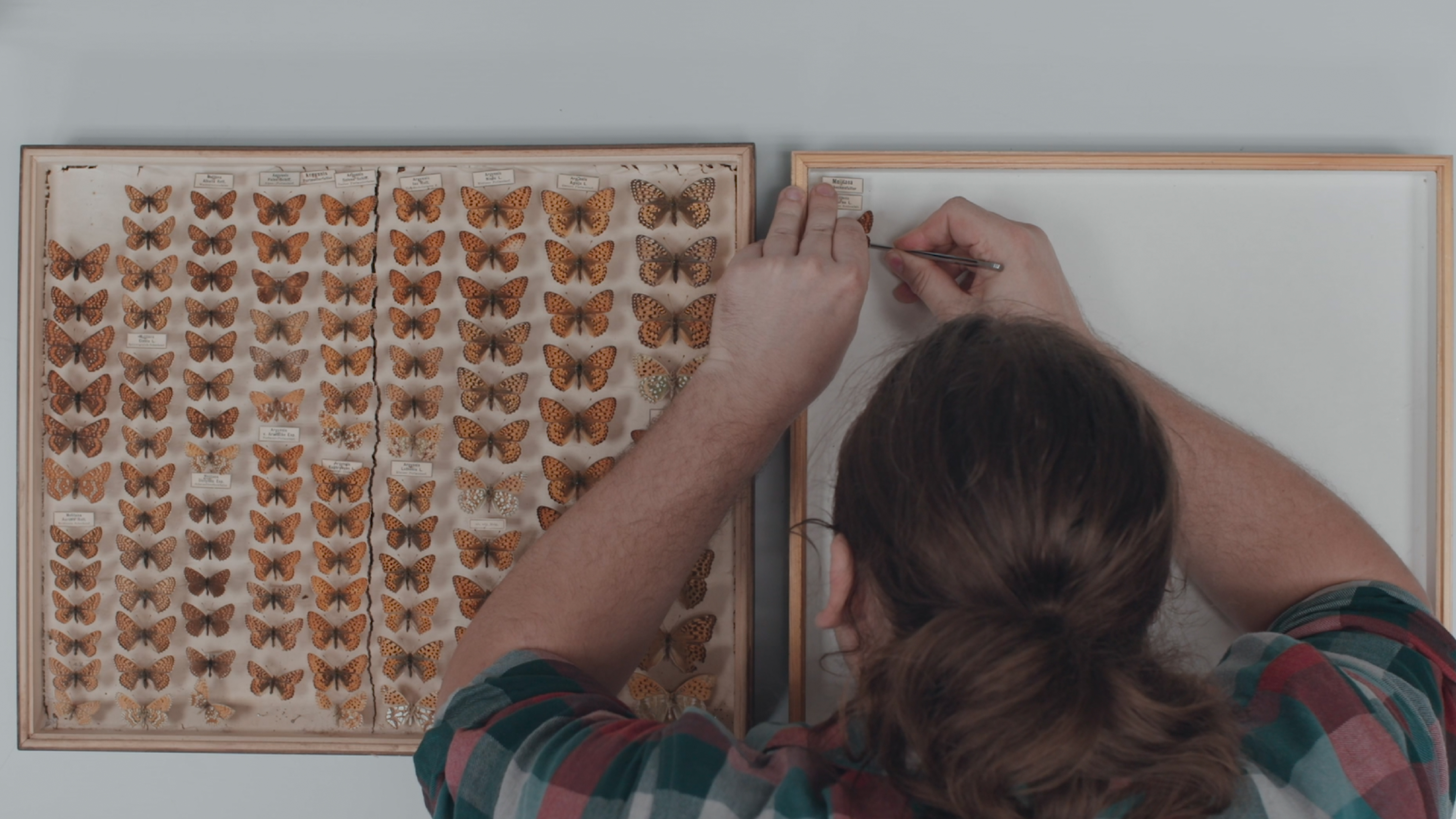 Dead Birds Flying High - Trailer