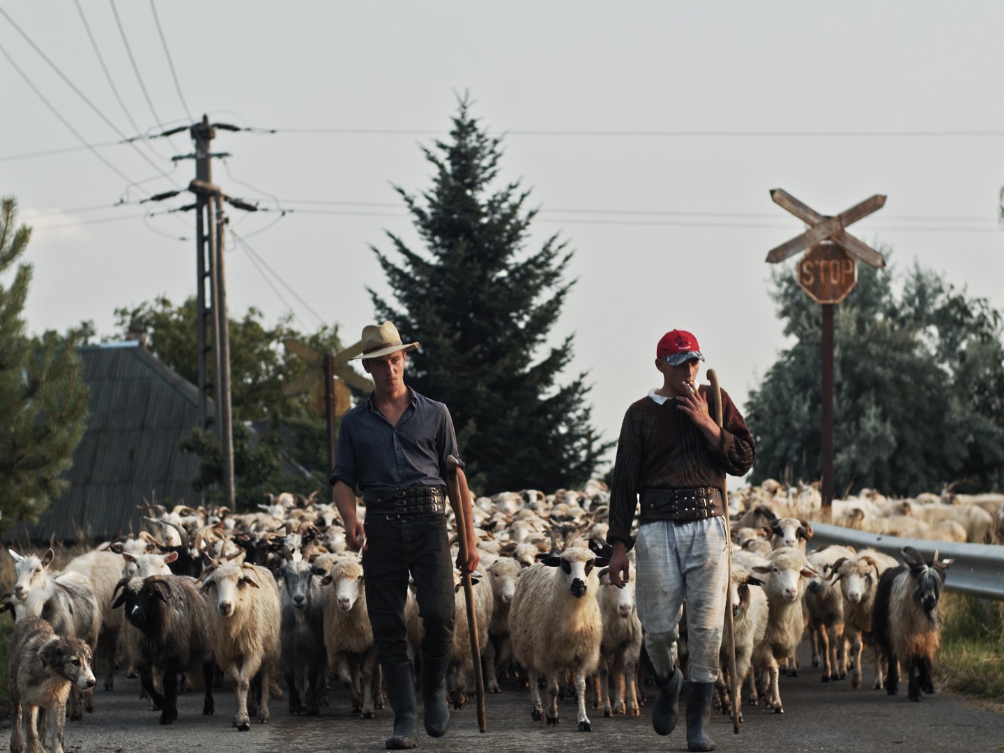 Dor (Longing) - Trailer