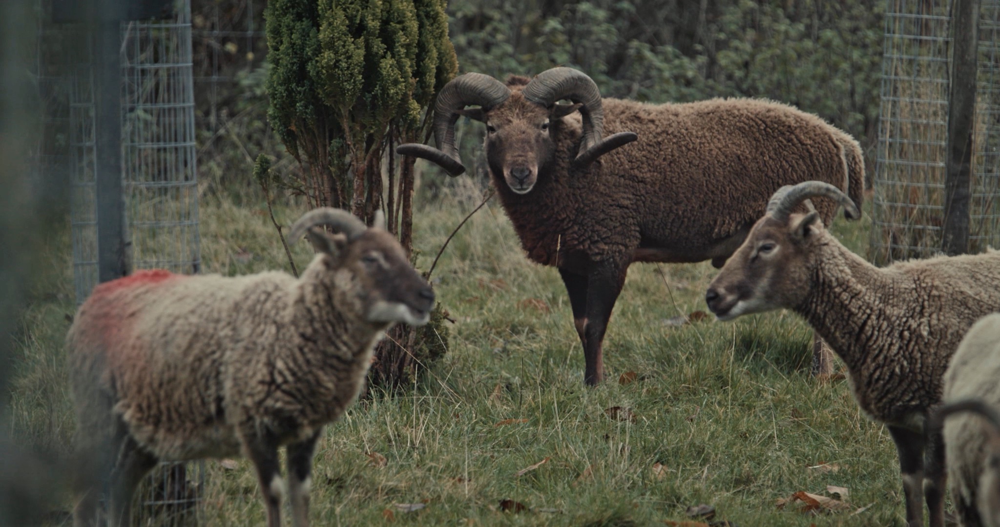 Some Kind of Intimacy - Trailer