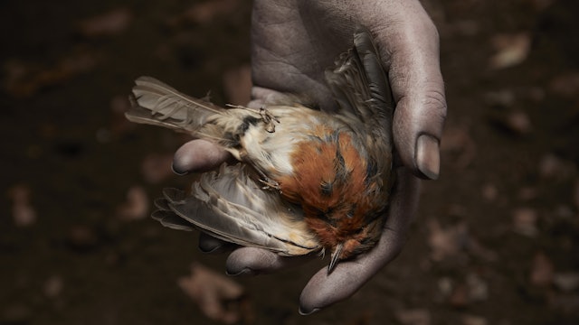 Still 4 - Dead Robin